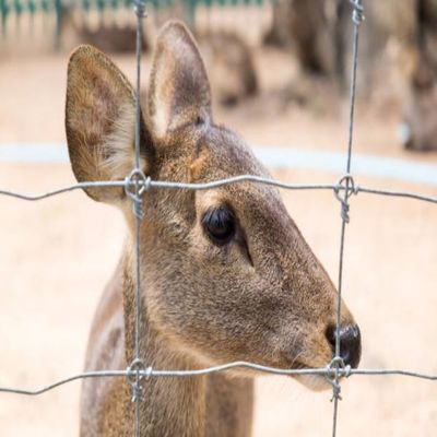 Tanah-Zinc berat-Fixed-Gun Woven Wire Fence Roll - Gelandangan Pagar Wire Netting, Galvanized Domba & Sapi Game Wire Farm Pagar