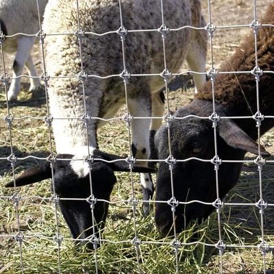 1.8m Tinggi Kambing Peternakan Wire Mesh Pagar Hot Dip Galvanized Anti Korosi